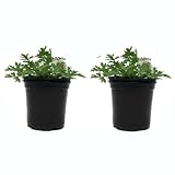 Duo de Geranios Antimosquitos Plantas Naturales DECOALIVE Plantas Aromáticas