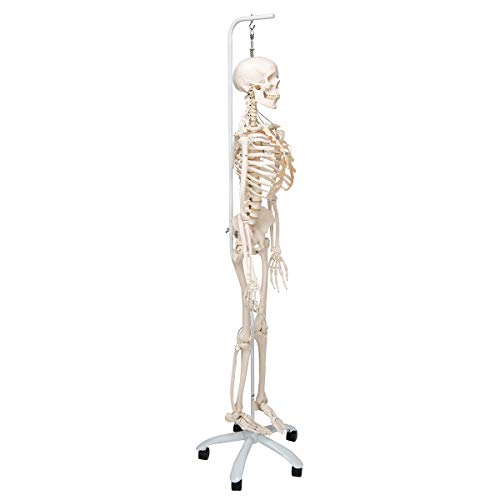 Image of 3B Scientific A15 /3S Physiological skeleton functional skeleton /flexible - 3B Smart Anatomy