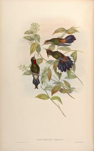 Lienzo Ramphomicron Herrani John Gould, solucione paredes vacías con arte naturalista 60x90
