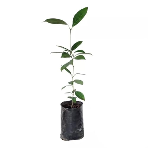 Genérico, Muda de Canela da india 20 a 40cm AMK - Plantas Online