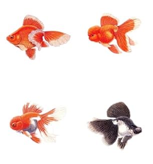 Amazon.co.jp: 即日出荷 海外シール 金魚 トンボ 蝶 小鳥 フレーク 