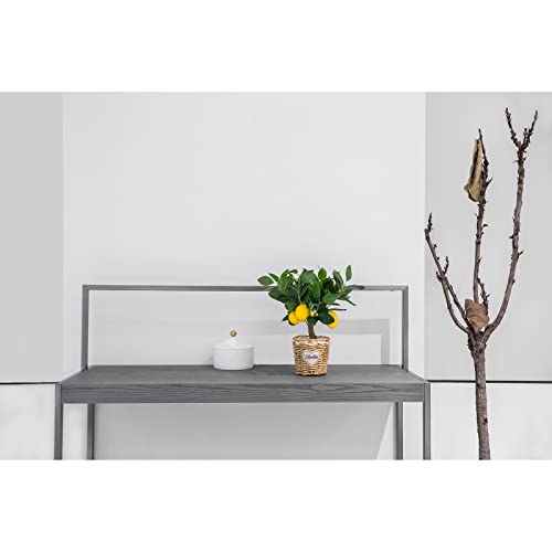 DIIGER 15.75 inch Artificial Potted Plants, Artificial Fruit Lemon Tree Bonsai Black Plastic Pot, Potted Plants Artificial Fruit for Home Table Desk Office Bathroom Decor (1 PCS)