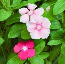 Vinca plant live,live plant for Vinca (pack of 2)