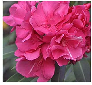 Delorea Kaner, Nerium Oleander (Pink)" Flowering Live Plant (B096MLTZKF) Amazon Price History, Amazon Price Tracker
