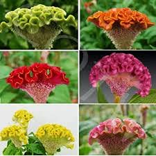 See full amazon price history chart for Golden Hills Farm Celosia Cristata/Cockscomb Flower 300+ seeds Golden Hills Farm Celosia Cristata/Cockscomb Flower 300+ seeds (B09DX469TC) Amazon Price History, Amazon Price Tracker