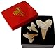 Kaltner Präsente Geschenkidee - Versteinerte Urzeit Fossilien: unbehandelte naturbelassene Haifischzähne XL Hai Zahn Zähne Haizahn Haifischzahn (Set 3 Stück)