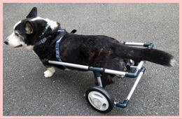 Amazon.co.jp: 中型犬用2輪歩行器 車いす コーギー 柴犬等 Mサイズ