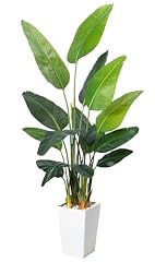 New Bird of Paradise