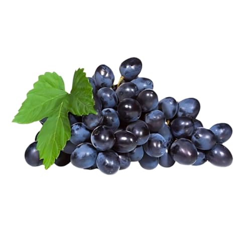 Muda Frutífera de Uva Isabel Enxertada