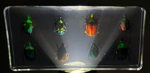 Image of Real 8pcs Green Rose Chafer Beetles in 6.3 inch Crystal Clear Lucite Resin Paperweight Specimen Preserved Bug Taxidermy Crafts Collection for Biology Science Education & Desk Ornament Display