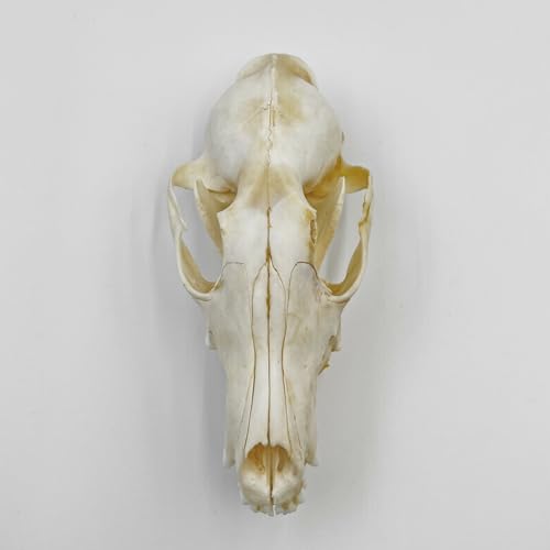 iBedding Taxidermy Real Animals Skull Decor - Model Animals Bones Specimen,Taxidermy Supplies for Science Education,Collection (Fox)