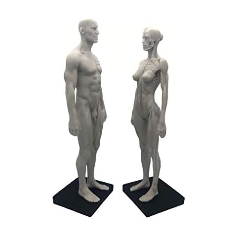 11 inch Human Anatomical Model Art Anatomical Figure White（Female + Male） Cover