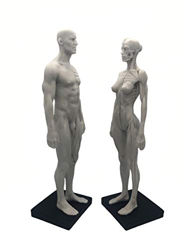 Cevitor 11 inch Human Anatomical Model Art Anatomical Figure White（Female + Male）