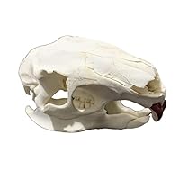 Amazon.co.jp: 触媒の本物の動物の頭蓋骨、自宅のための頭蓋骨装飾の