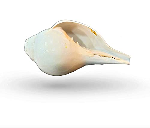 Pujan Conch With Stand/Blowing Shankh Natural for Pooja Loud/Pujan Conch/Conch For Temple, Home, Offfice/Loud Echo Sound Conch( 6 inch)