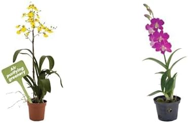 American Plant Exchange Orchid 4-Inch Pots – 2 Pack of Live Flowering Plants, Dancing Lady & Dendrobium, Easy Care Indoor Outdoor Plants for Home, Office, Garden, Patio Décor, Beautiful Gift