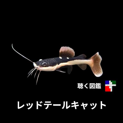 『レッドテールキャット:1350万年のサバイバーか、生態系を脅かす怪物か』のカバーアート