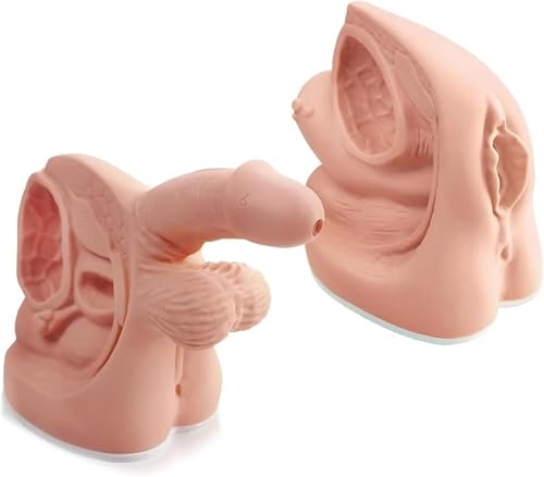 Generisch 2Pcs männliche und weibliche Katheter Anatomie Modell, einfache innere und äußere Genitalien Anatomie Modell und Urin-Katheter Form für klinische Lehre und praktische Ausbildung