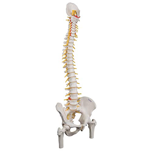 Image of 3B Scientific A58 /6 Deluxe Flexible Spine Model with Femur Heads, 32.7 inch Height
