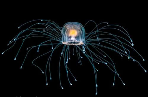 Unveiling the Secret Lives of Immortal Jellyfish
