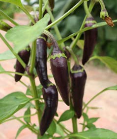 Golden Hills Farm hybrid Black Chilli Vegetable Seeds - Hot Chili - Long Variety Vegetable Seeds 50+ seeds (B092W83BPB) Amazon Price History, Amazon Price Tracker