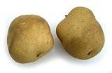 Small Brown Potato, Artificial Vegetable Fake Food, Bag of 24