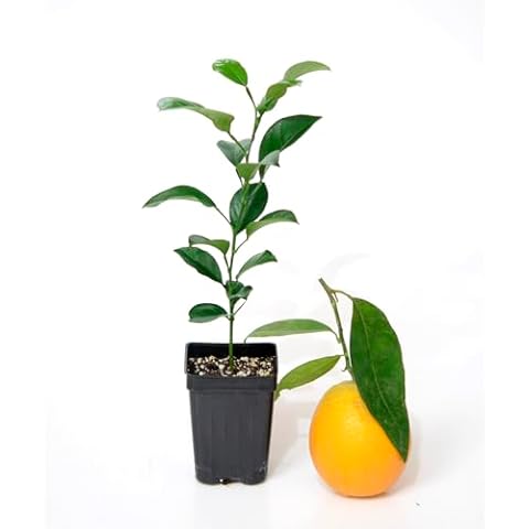 Valencia Orange Tree - XL. Citrus sinensis. 6" - 10" Cover