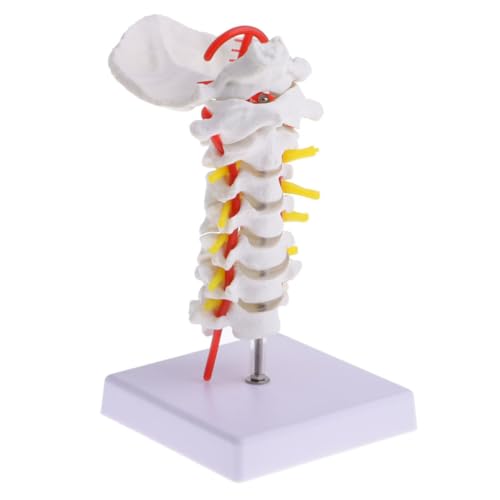 Modelo de columna cervical de PVC con soporte para enseñanza de anatomía en aulas y consultas