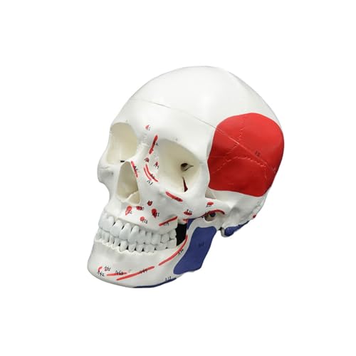BYERZ Modello di Anatomia Dentale del Cranio Dimensione di Vita Staccabile Adulti Umani Scheletro Anatomico Testa Modello con Muscel Forniture Mediche