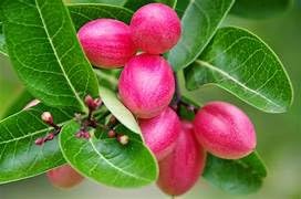 Image of Live Carissa Carandas Karonda Vinegar Plant with Pot a€ inch Fruit-Bearing Medicinal Shrub for Home Garden, Balcony, Outdoor Landscaping a€ inch Hardy, Edible Berry Plant - Pack of 1