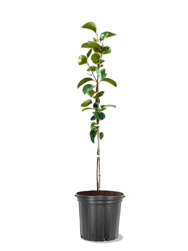 American Plant Exchange Fuyu Jiro Persimmon Tree, 5 Gallon Pot, 2-3ft Tall, Large Outdoor Landscape...