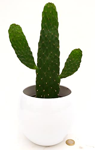 POWERS TO FLOWERS - FICO D'INDIA, OPUNTIA, IN VASO CERAMICA BIANCO SFERICO, pianta vera