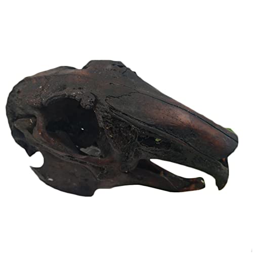 Véritable crâne de taxidermie – Modèle de crâne d'animal véritable – Pour décoration de la maison, spécimen de collection, cadeaux spéciaux (crâne de lapin)