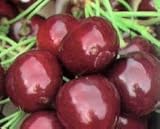 arbol cerezo dibujo Arboles frutales presentados en cepellón, de 2 años de edad