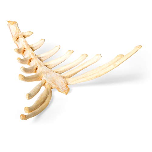 Image of 3B Scientific GmbH T30059 Horse Sternum