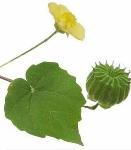 Thuthi fresh leaves/Kanghi/Abutilon Indicum Fresh Leaves - 100 gm (B0BNGMX4Y6) Amazon Price History, Amazon Price Tracker