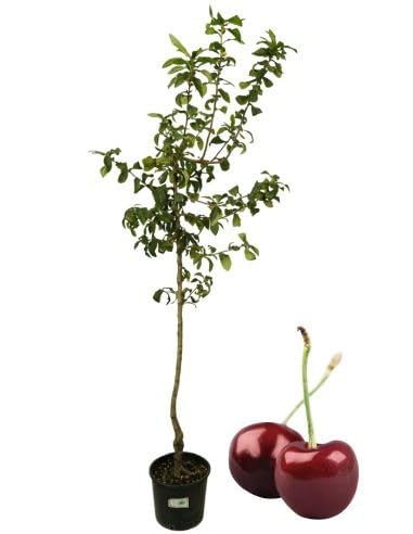 P. Piantine da Orto | Ciliegio Van Bigareau, Pianta in Vaso Diametro 22 cm, Pianta da Frutto in Vaso, Pianta Vera da Esterno, Giardino o Vaso in Terrazza, Vivaio Italiano