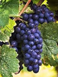 RISHIKA PLANT HOUSE Black Hybrid Grape Plant Black Beauty Vine Cutting 1 Healthy Live Plant On Pot