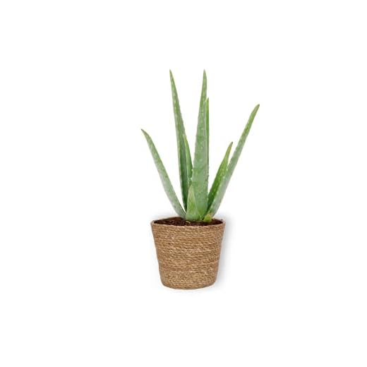 Aloë Vera – äkta aloe vera växt – inomhusväxt i brun korg – höjd +/- 25 cm inklusive kruka – 12 cm diameter (kruka) – enkel skötsel luftrening