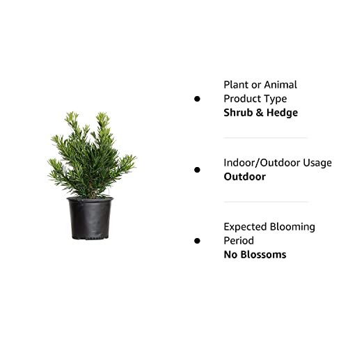 Pringles Dwarf Podocarpus Yew (2.5 Gallon) Evergreen Shrub With Needle-Like Foliage - Full Sun To Part Sun Live Outdoor Plant #TOP7