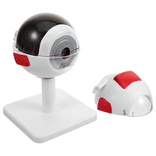 Modèle anatomique de l'œil en PVC léger blanc Anneome agrandi 3x pour recherche