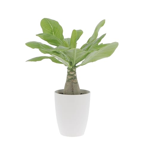 KENTIS - Brighamia Insignis Palma delle Hawaii - Piante Vere da Interni Succulenta - Pianta da Appartamento Ornamentale - H 25/35 cm Vaso Ø 12 cm