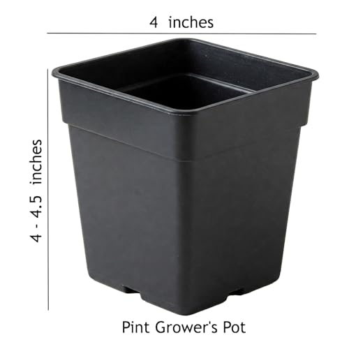 Easy to Grow Banana Musa Basjoo - 2 Pack Potted Plants in 4-Inch Grower Pots, Hardy Japanese Banana