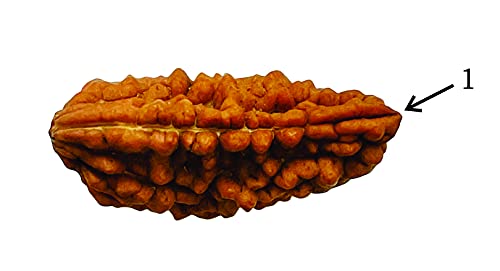 Image of Siddha 1 / One Mukhi Pure Rudraksha, Laboratory Certified, Carefully Capped with Silver Between Indian Beads with Handmade Tassel, Size 28mm-34mm, Color-Brown (1 Mukhi Silver Rudraksha)