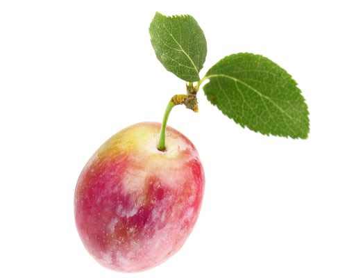 Pflaume Opal Hochstamm 100-120 cm – selbstbestäubend – Prunus domestica ‚Opal‘ – winterhart, reichtragend, süße Früchte – ideal für Garten & Terrasse – pflegeleicht im Topf