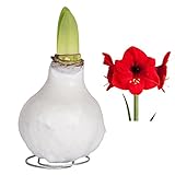 Kölle's Beste! Gewachste XL-Amaryllis-Zwiebel, rote Blüte, Dekor 'Basic White'