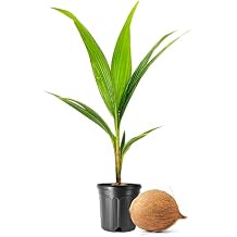 Coconut Palm | 1 Large Trade Gallon Size Plant | Cocos nucifera | Tropical Landscaping, Indoor Tree, Patio Specimen, Air Purifying, Low Maintenance, Fast Growing, Exotic Houseplant, Lush Foliage