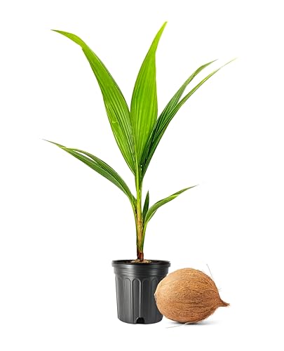 Coconut Palm | 1 Large Gallon Size Plant | Cocos nucifera | Tropical Landscaping, Indoor Tree, Patio Specimen, Air Purifying, Low Maintenance, Fast Growing, Exotic Houseplant, Lush Foliage