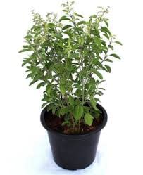 Hari Giver Garden® Live Rama Tulsi/Vishnu Tulsi/Holy Basil Herbal Plant For Home/Balcony/Outdoor Garden - Healthy Live 1 Plant With Mini black Pot (B0BTQ6JKHX) Amazon Price History, Amazon Price Tracker