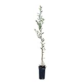 Planta de Olivo Arbequina | Árbol de Olivo Joven 60–90 cm | Variedad Resistente al Frío, Ideal para Producción de Aceite y Jardineria